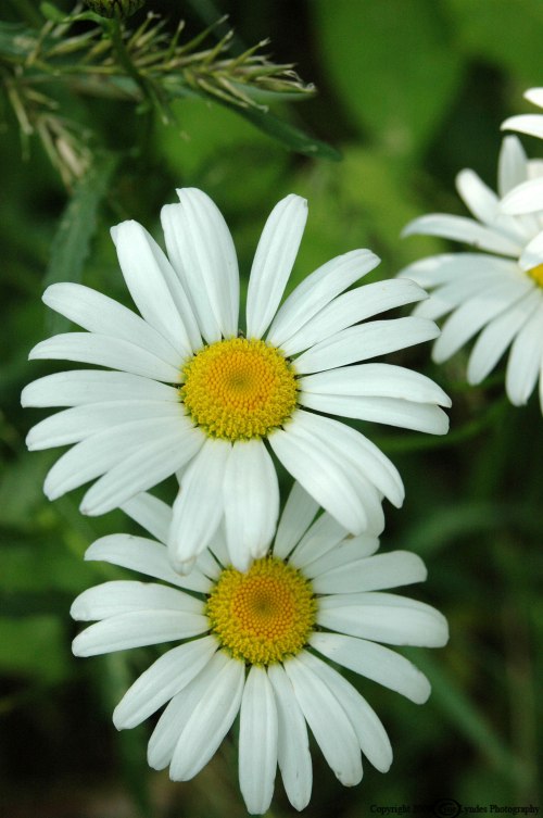 Daisies
